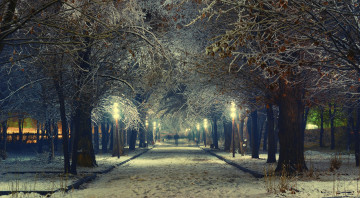 деревья, снег, зимний вечер, trees, snow, winter evening