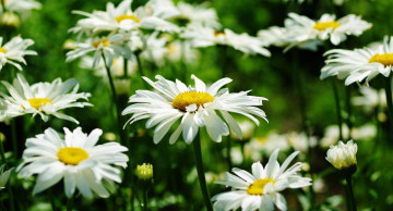 белые ромашки, цветы, растут, зелень, клумба, white daisies, flowers, grow, greens, flowerbed