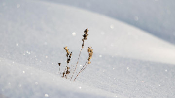 зима, минимализм, снег, мороз, сухое растение