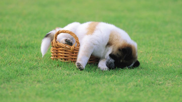 щенок, смешной, корзина, спит вниз головой, зелёная трава, собака, домашние животные