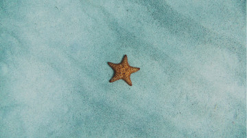 морская звезда, берег, бирюза, поверхность, минимализм, морские обитатели, 3840х2160