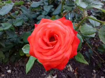 оранжевая роза, цветок, бутон, клумба, orange rose, flower, bud, flowerbed
