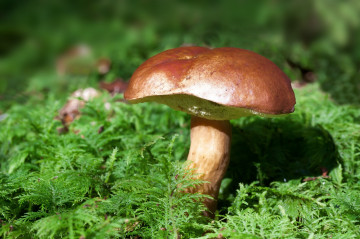Фото бесплатно обои гриб, макро, мох