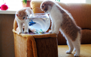 Фото бесплатно котята возле аквариума, домашние питомцы