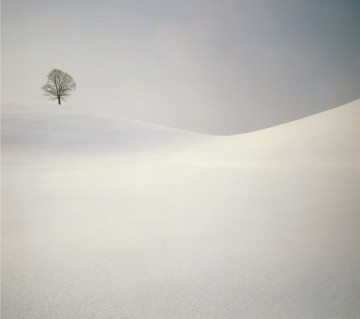 OnePlus One, Color OS, Wallpapers, Snow, зима, дерево, снег, белый фон, минимализм