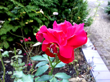 алая роза, цветок, макро, клумба, scarlet rose, flower, macro, flowerbed, 3260х2440