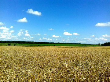 летний пейзаж Украины, пшеничное поле, голубое небо, природа, summer landscape of Ukraine, wheat field, blue sky, nature