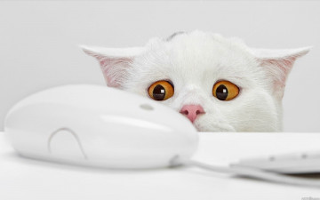 белая компьютерная мышка, белая кошка, смешные домашние животные, White computer mouse, white cat, funny pets
