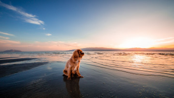 английский кокер-спаниель, собака, море, отлив, закат, одинокий, животное, 3840х2160 4к