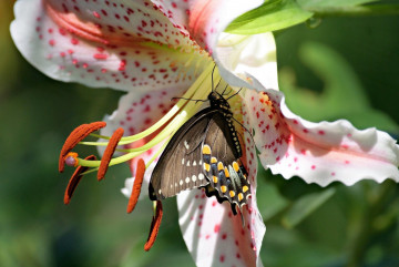 Фото бесплатно цветок, лилия, бабочка