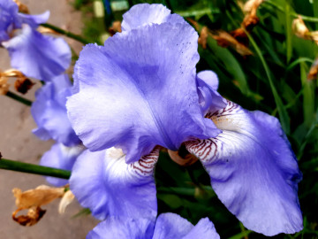 голубой ирис, цветок, лето, клумба, растение