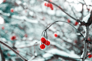 Фото бесплатно ягода, снег, макросъёмка