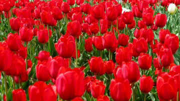red tulips, field, spring, buds, petals, spring flowers, bright wallpapers, nature, красные тюльпаны, поле, весна, бутоны, лепестки, весенние цветы, яркие обои, природа