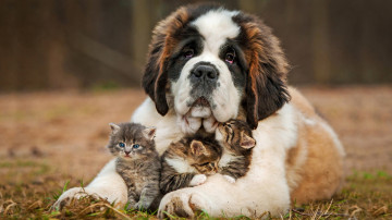 сенбернар, собака, большая, маленькие котята, домашние животные