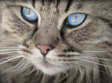 Фото бесплатно домашний кот, голубоглазый, пушистый, морда крупным планом