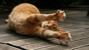 рыжий котенок, кошки, потягушки кота, смешные животные, фото, обои, скачать, ginger kitten, cat, potyagushki cat, funny animal pictures, wallpaper, download