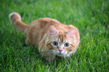 Фото бесплатно рыжий кот, зеленая трава, домашние любимцы