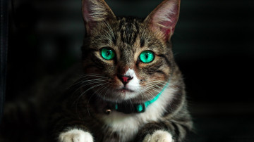 зеленоглазая кошка, позирует, ошейник, морда, 3840х2160, 4к