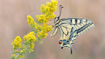 Фото бесплатно ласточкин хвост, бабочка, насекомое