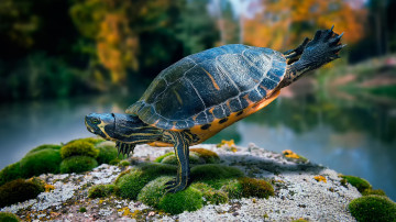 черепаха, подводный мир, глубина, животное