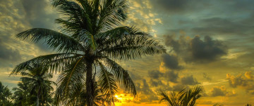 море, пальмы, вечер, закат, тучи, небо, тропики, 3440х1400, 4К обои, sea, palm trees, evening, sunset, clouds, sky, tropics