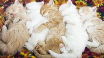 спящие котята, домашние животные, смешная картинка, sleeping kittens, pets, funny pictures