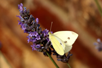 Фото бесплатно обои бабочка, белый, цветок