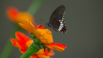 Фото бесплатно обои бабочка, оранжевый цветок, макро