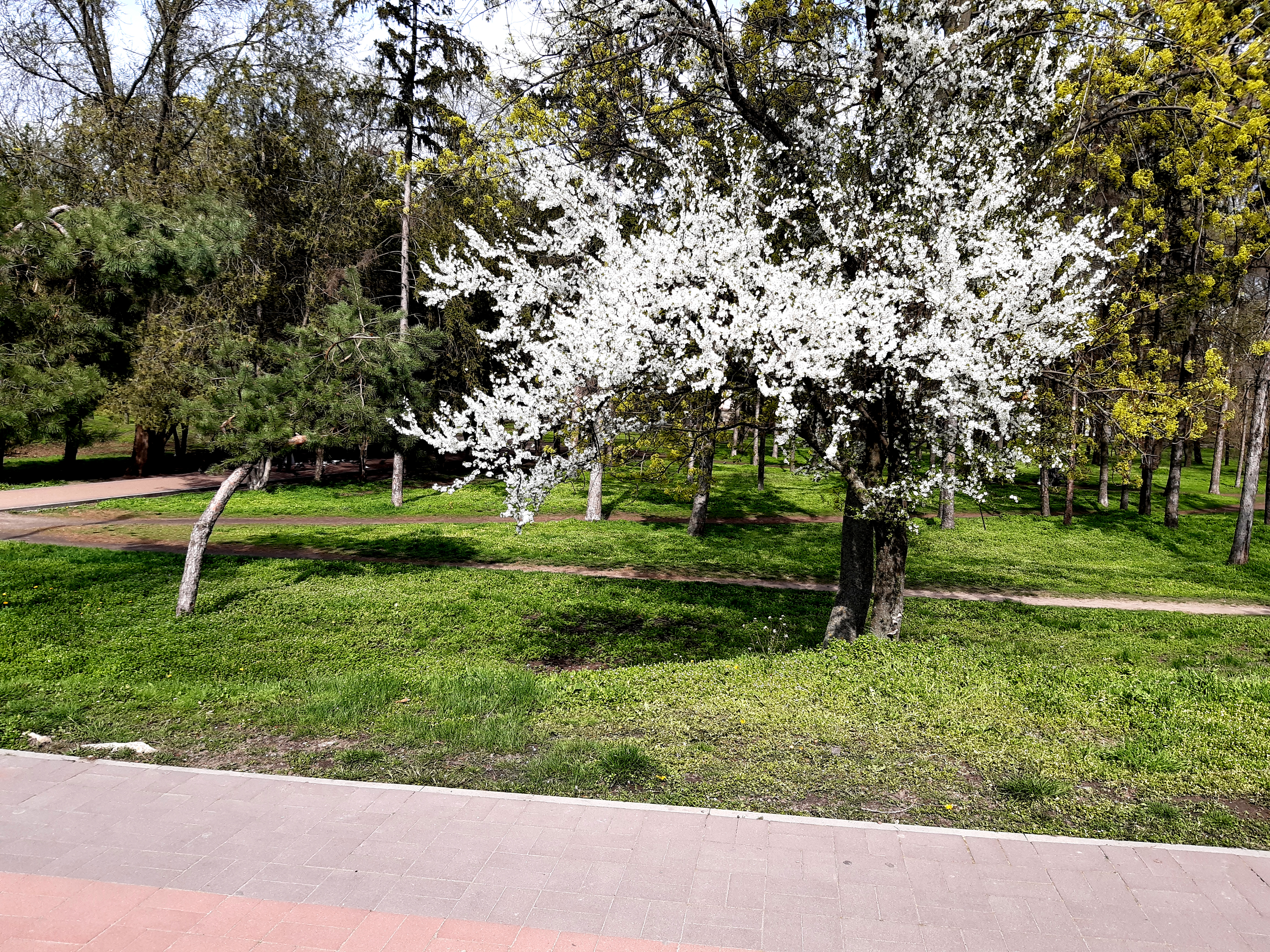 город, парк, набережная, цветущее дерево, весна