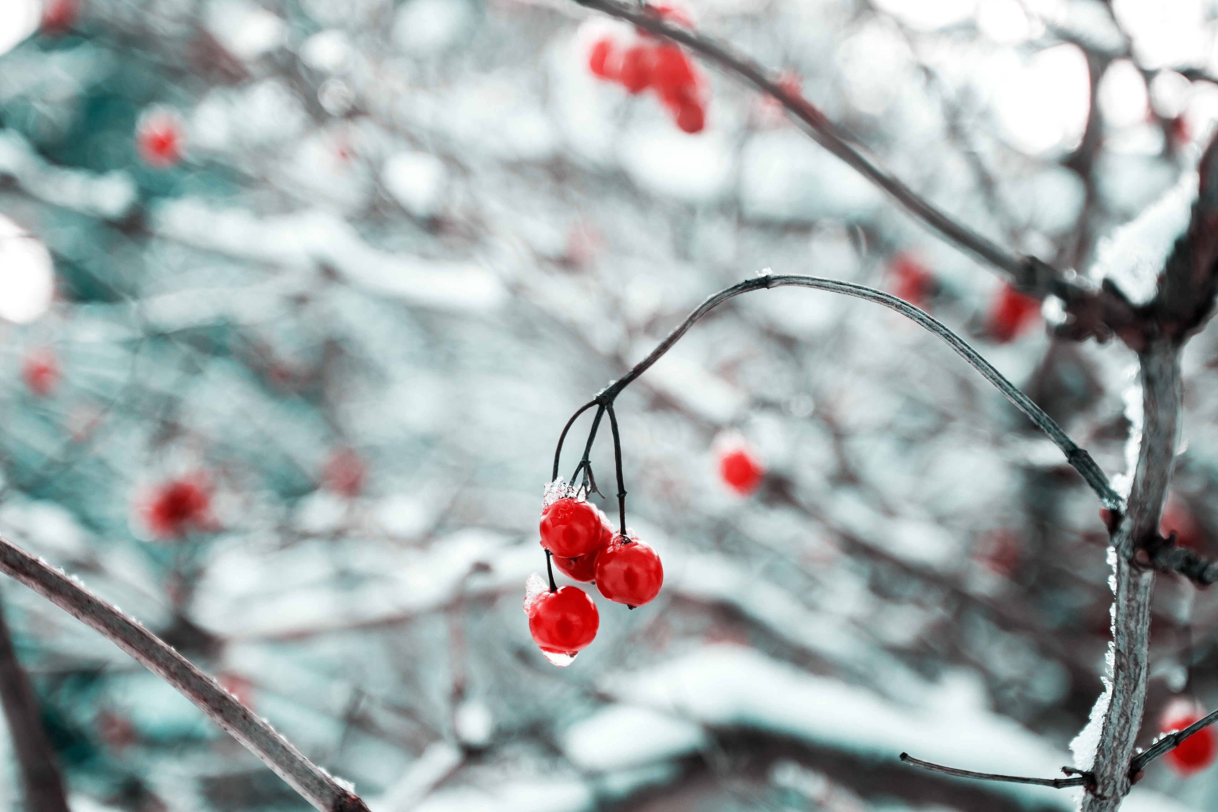 Фото бесплатно ягода, снег, макросъёмка