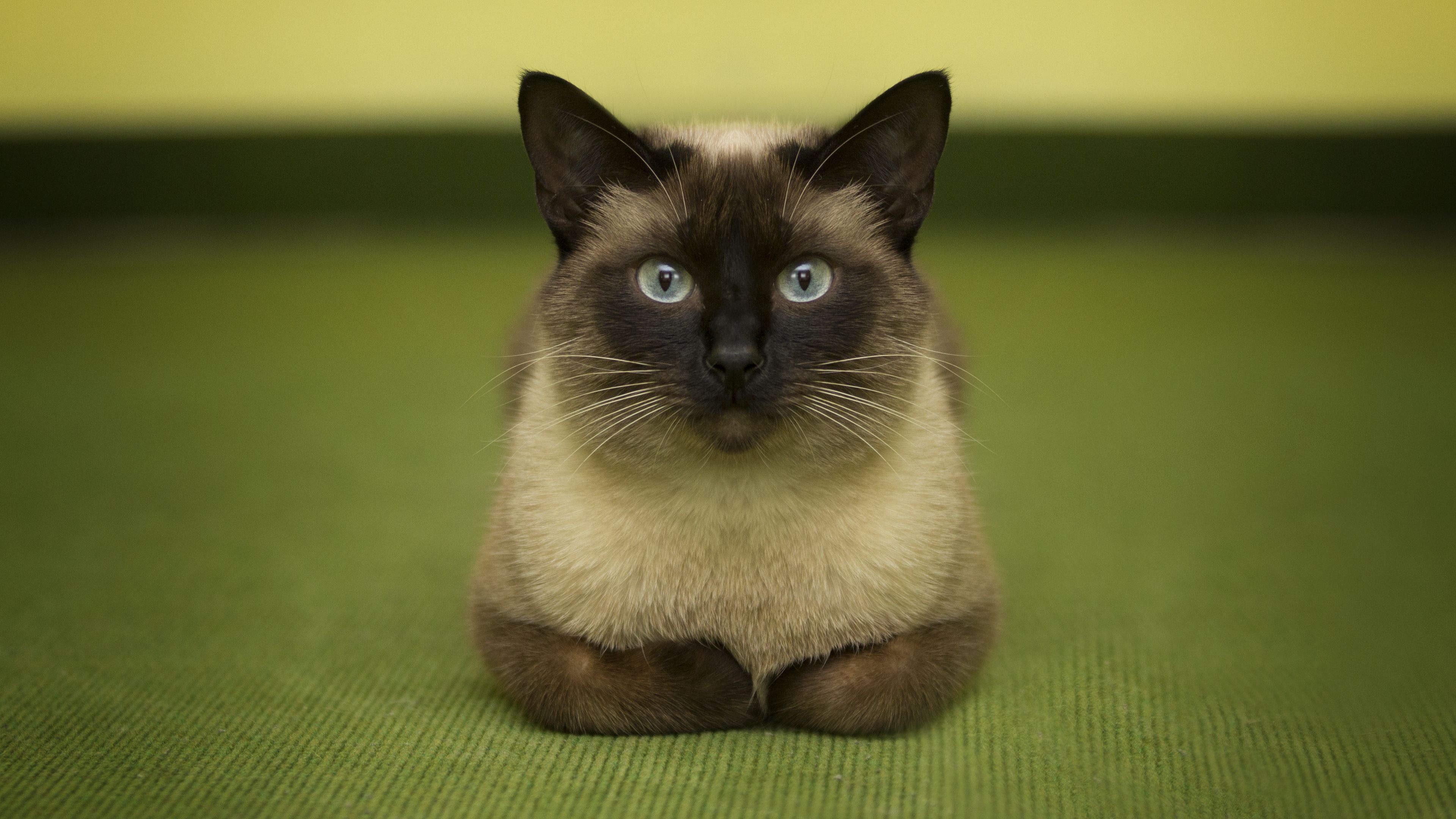 сиамская кошка, сидит, голубоглазая, зелёный фон, домашние животные, 3840х2160, 4к