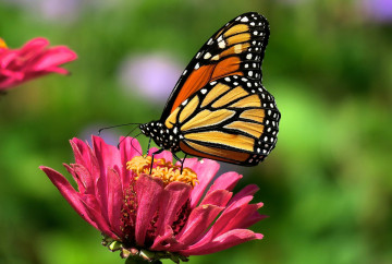 Фото бесплатно цветок, бабочка, нектар, насекомое