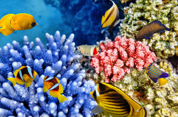 sea, corals, underwater world, under water, fish, море, кораллы, подводным мир, под водой, рыбки