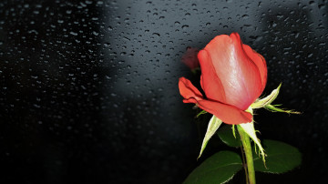 минимализм, красная роза бутон на стекле, одинокий цветок, дождь за окном, темный фон на заставку скачать