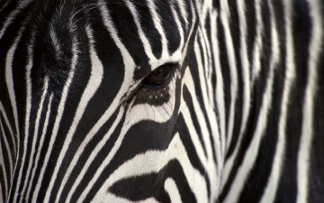 зебра, морда, полосатик, конь, животные, Zebra, muzzle, rorqual, horse, animals,