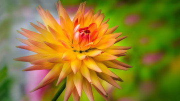 желтая георгина, цветок, бутон, красивые обои, yellow dahlia, flower, bud, beautiful wallpaper