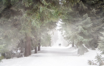 Фото бесплатно холодный, зимняя буря, лес, снег, природа, зима