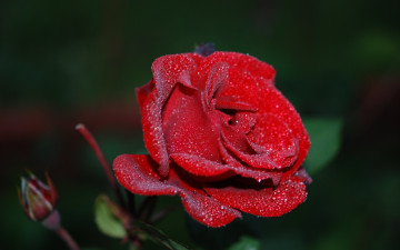 цветок бордовый бутон розы на тёмном фоне