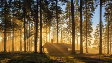 деревянный дом в лесу, природа, восход, лучи солнца