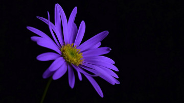 фиолетовая хризантема на черном фоне, цветок