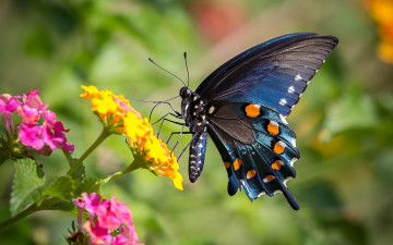 Фото бесплатно черная бабочка, насекомые, крылья, цветок, нектар