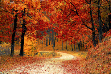 осень, парк, красные листья, природа, тропинка
