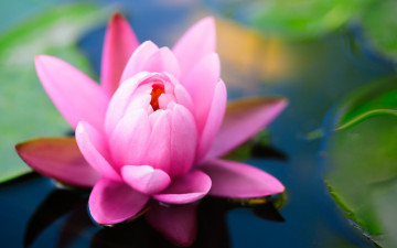 лотос, розовая водяная лилия, цветок