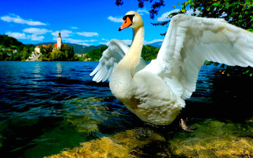 лебедь, крылья, река, лето, природа, птица, обои скачать, Swan, wings, river, summer, nature, bird, wallpaper download
