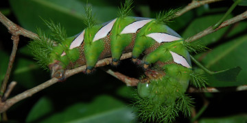 green fluffy caterpillar, macro