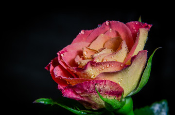 Фото бесплатно цветок, капли росы, капли дождя, роза, чёрный фон