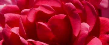 красная роза, цветок, великолепие