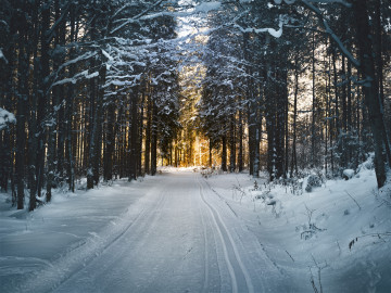 Фото бесплатно хвойный лес, снег, зима