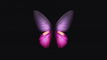 Фото бесплатно обои красивая бабочка, цифровое искусство, чёрный фон, минимализм, крылья, 3840х2160, 4к обои