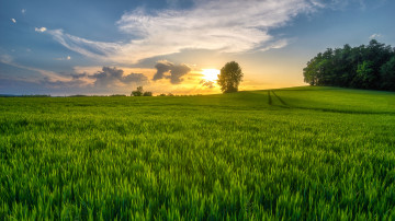 Фото бесплатно природа, зелёная трава, закат, небо, поле, пейзаж, лето
